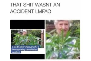 Old lady growing weed meme