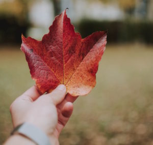 Person holding Maple leaf