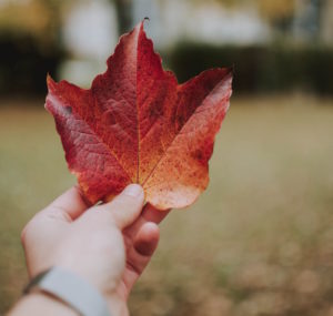 Person holding Maple leaf